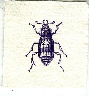 Mini Letterpress Cards from Le Vocabulaire Illustré Note Card Papillon Press Beetle - violet purple 