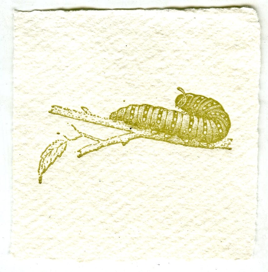 Mini Letterpress Cards from Le Vocabulaire Illustré Note Card Papillon Press Caterpillar - green 