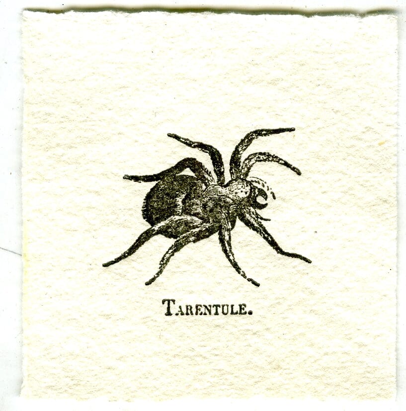 Mini Letterpress Cards from Le Vocabulaire Illustré Note Card Papillon Press Tarantula - gray 