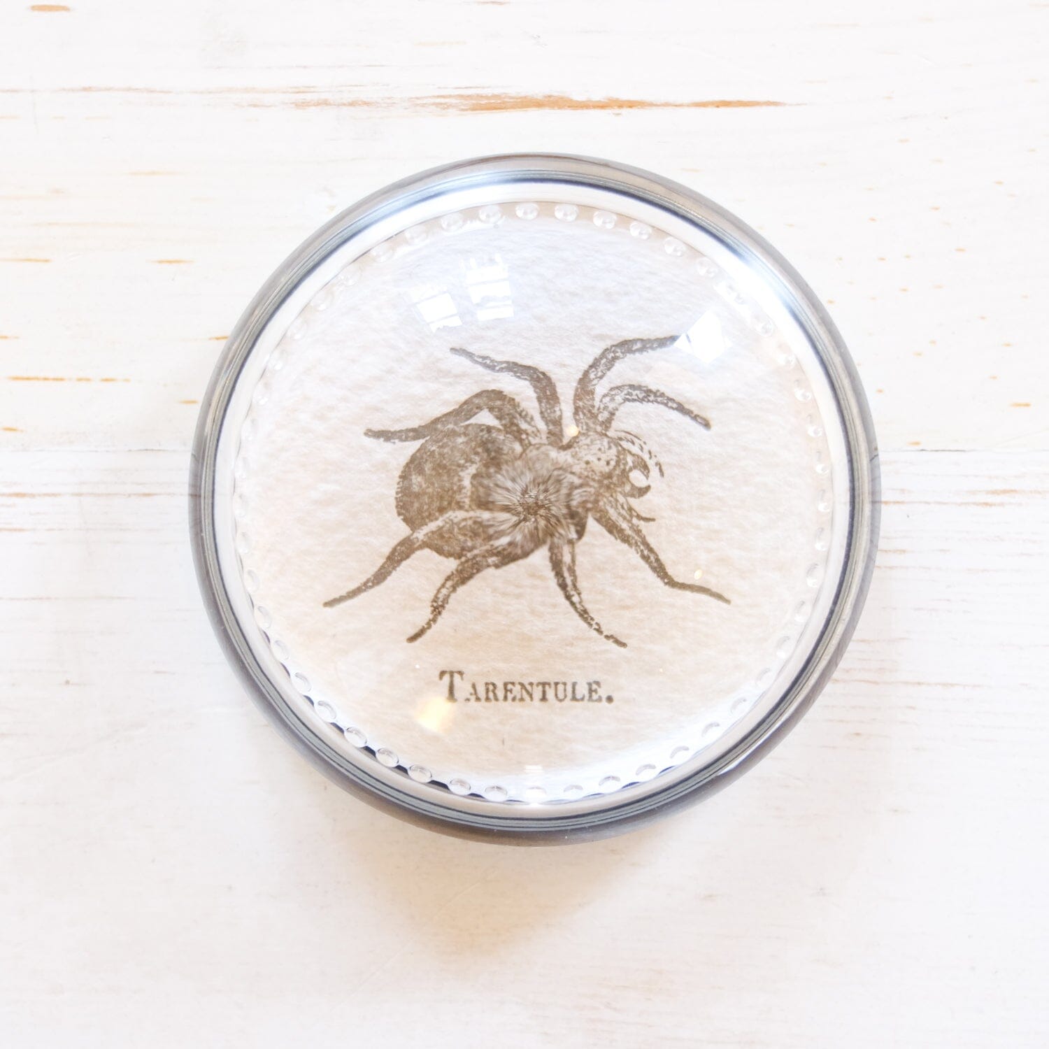 Glass Paperweight - Small Dome paperweight Papillon Press Gray Tarantula 